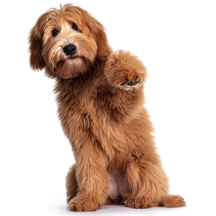 Cute red apricot Australian Cobberdog Labradoodle dog pup, sitting up with one paw high in air. Mouth closed. Isolated on white background