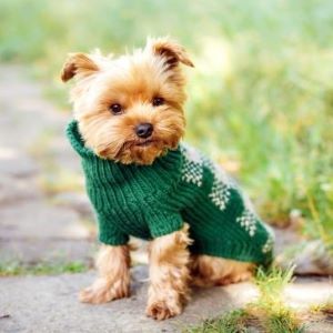 Winter pet care and grooming tips