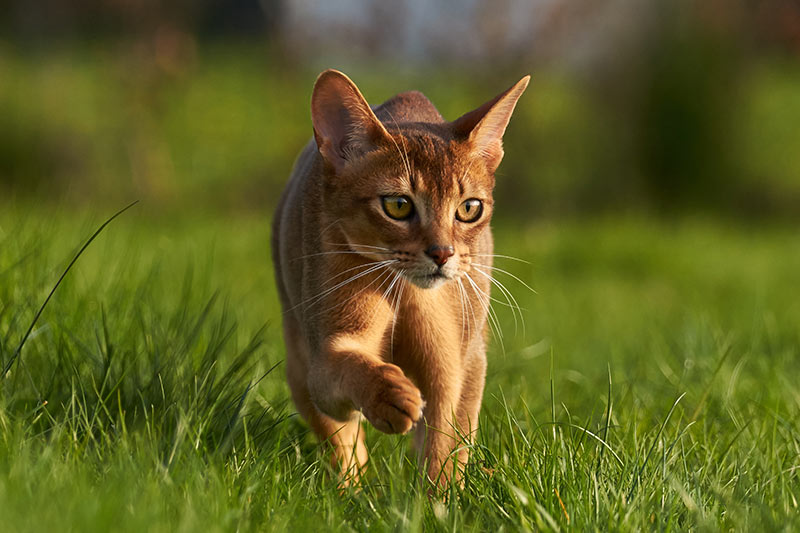 abyssinian cat in grass outdoors pet insurance for abyssinian cats bow wow meow