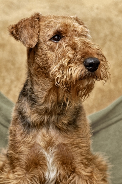 Airedale Terrier Bow Wow Meow Pet Insurance