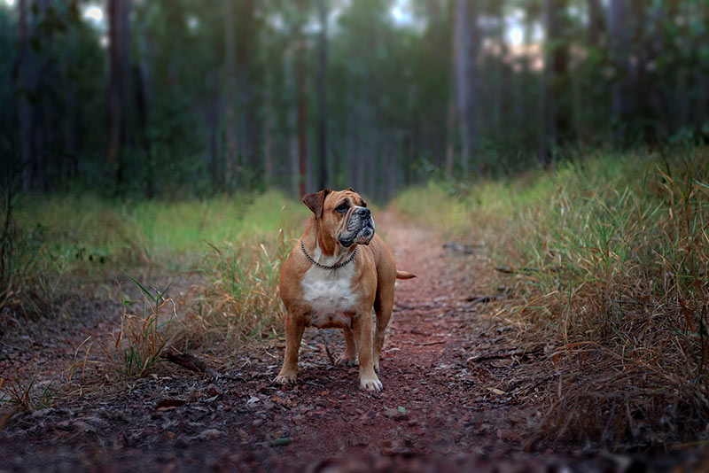 aussie-bulldog-in-forest Australian Bulldog Bow Wow Meow Pet Insurance