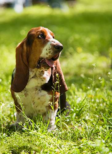 basset-hound-sitting-in-grass Basset Hound Bow Wow Meow Pet Insurance