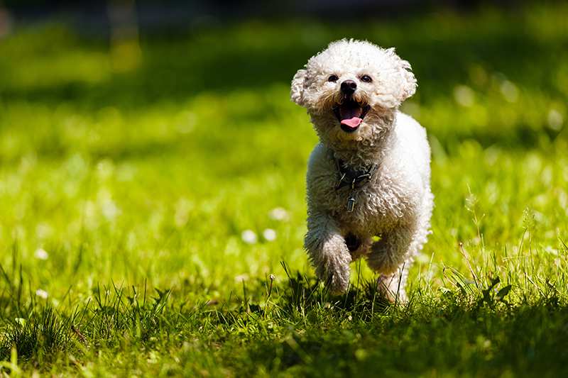 bichon-frise-adult-running-in-grass Bichon Frise Bow Wow Meow Pet Insurance