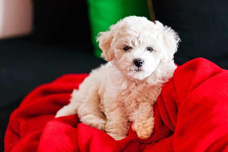 bichon-frise-puppy-lying-on-red-pillow Bichon Frise Bow Wow Meow Pet Insurance