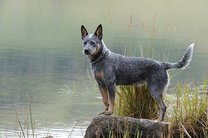 blue-heeler-australian-cattledog-standing-at-lake Australian Cattle Dog Bow Wow Meow Pet Insurance