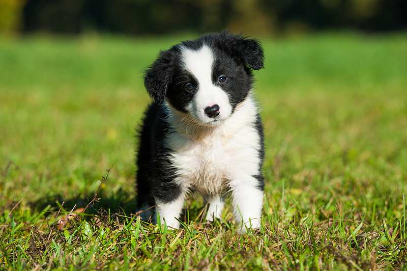 border-collie-puppy-sitting-in-grass Border Collie Bow Wow Meow Pet Insurance