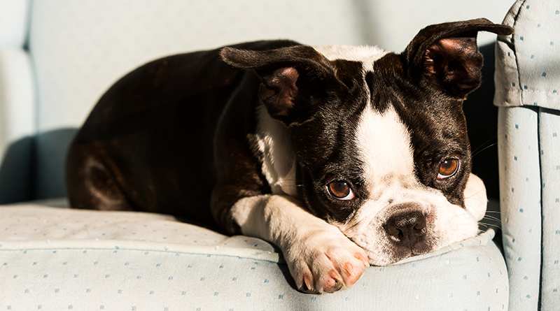 boston-terrier-puppy-lying-on-chair Boston Terrier Bow Wow Meow Pet Insurance
