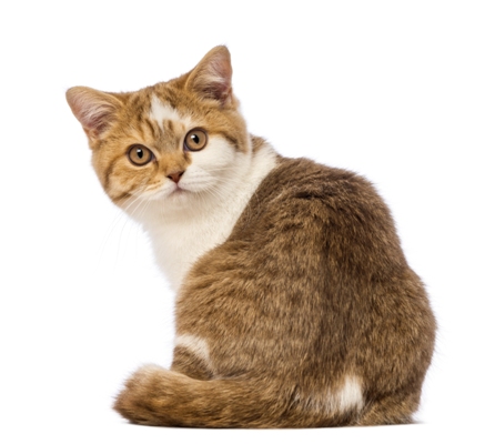 British Shorthair Kitten British Shorthair Cat Bow Wow Meow Pet Insurance