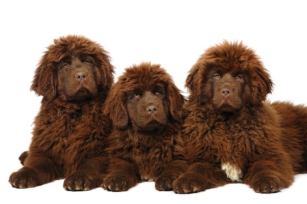 Brown Newfoundland Puppies Newfoundland Bow Wow Meow Pet Insurance