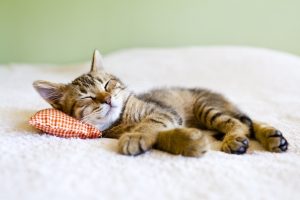 Indoor Cat Pet Insurance plan