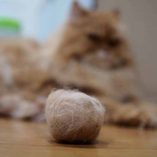 Trichobezoar (Hairball obstruction) in cats