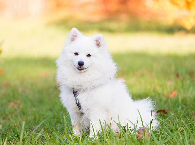 content and happy japanese spitz sitting outddors on grass meadow