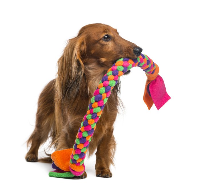 dachshund-tug-toy