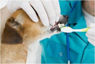 Dentist brushing dog teeth