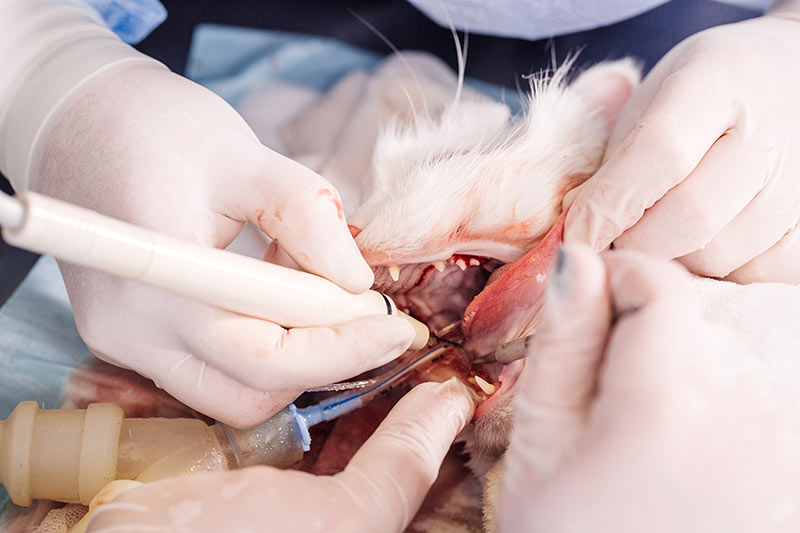 dentist vet treated teeth the cat feline is under anesthesia in a veterinary clinic