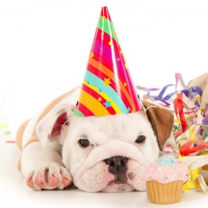 Planning the perfect birthday for your dog – let’s celebrate!