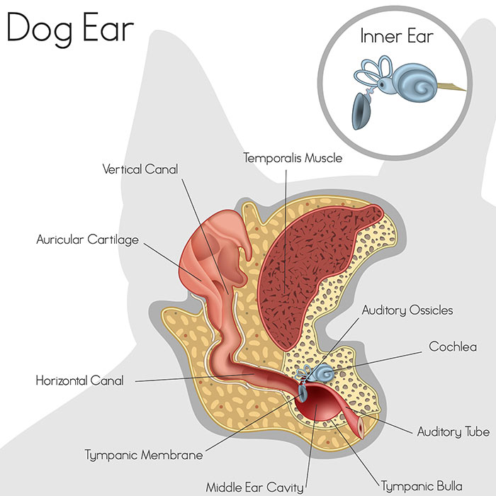 Canine ear (aural) disease