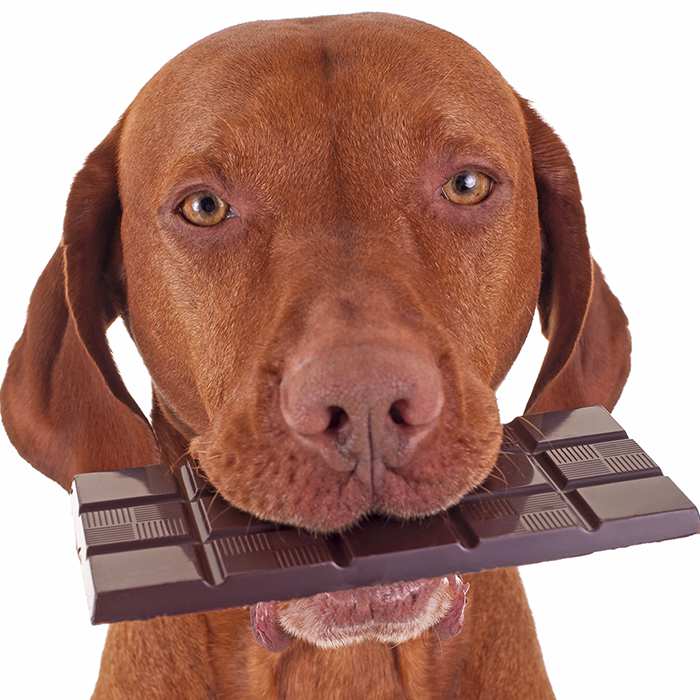 dog-holding-bar-of-chocolate