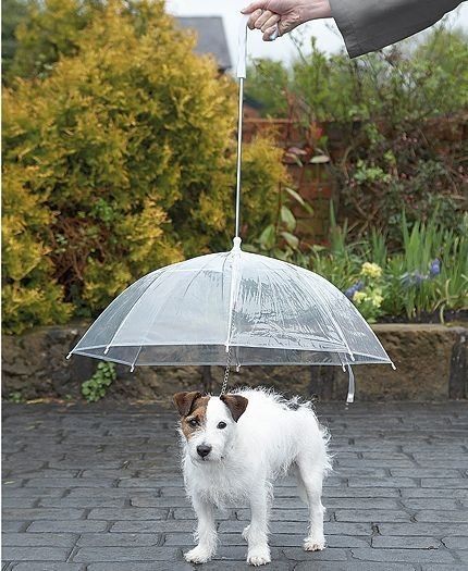 dogumbrella