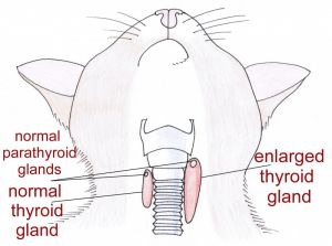Feline thyroid glands diagram
