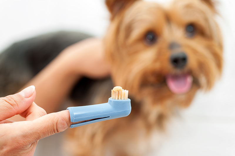 Female Hand holding toothbrush with toothpaste and yorkshire dog in background