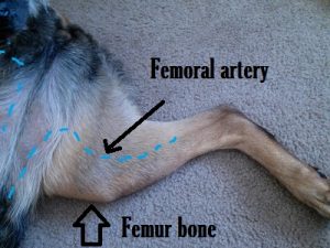 Checking a dog's pulse on the femoral artery