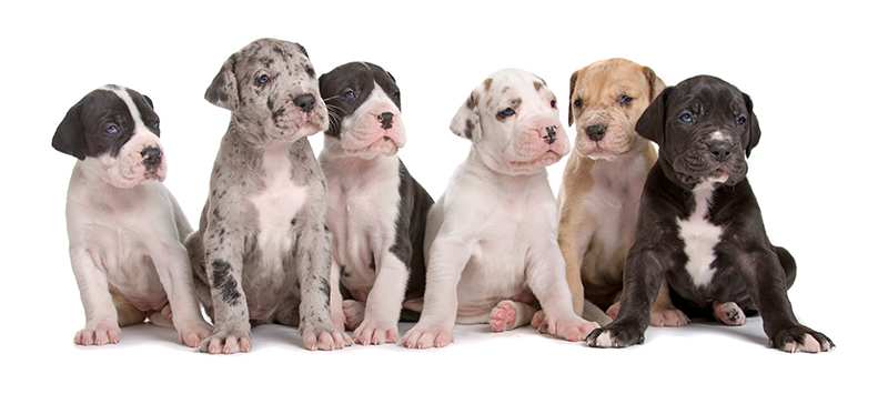 great-dane-puppies-different-colours