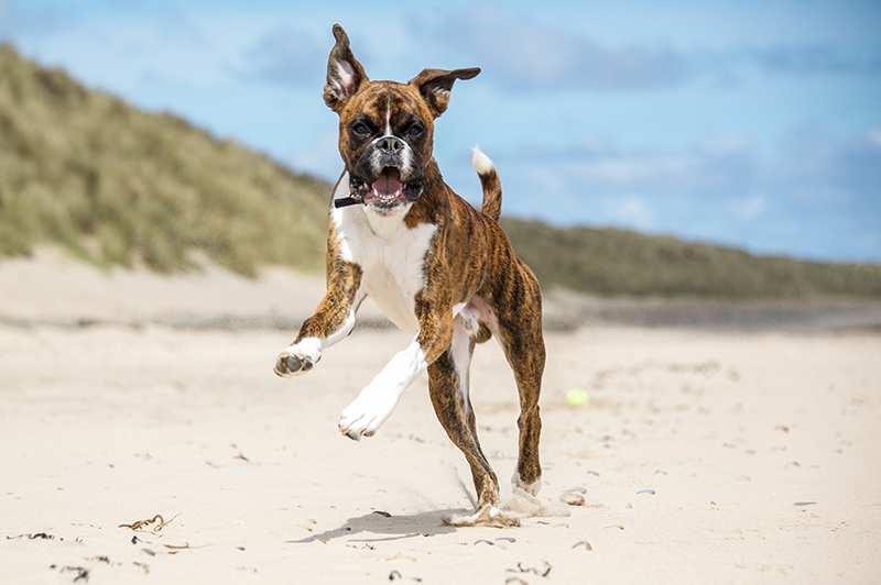 happy-boxer-running-on-beach Boxer Dog Bow WoW Meow Pet Insurance