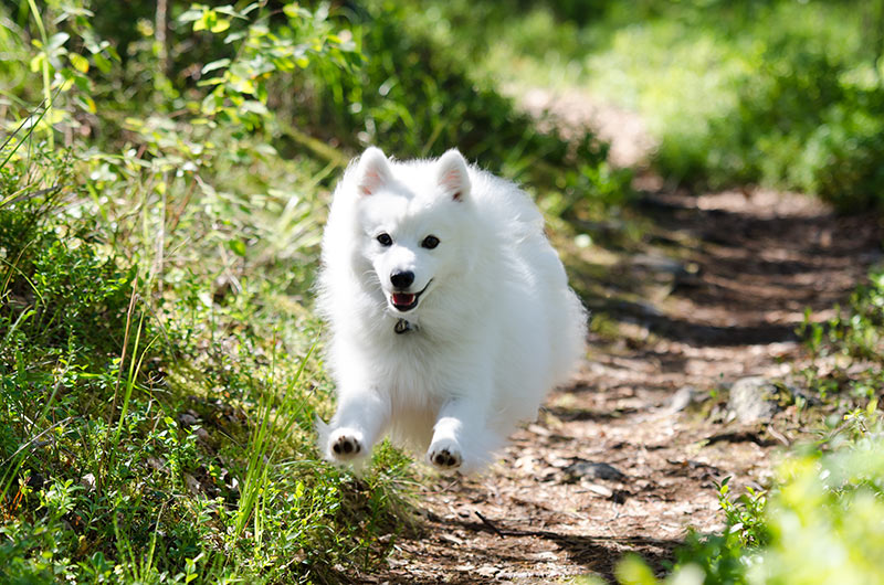 happy japanese spitz running outdoors in forest