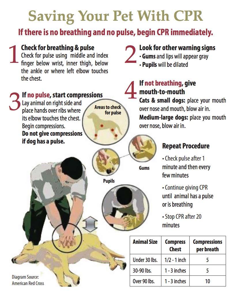 How to perform dog CPR