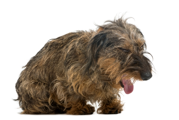 Kennel Cough in dogs