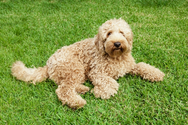 Labradoodle Bow Wow Meow Pet Insurance