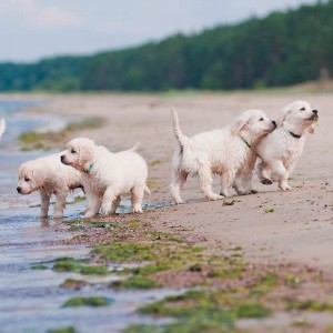 Puppy Buyer’s Guide - Where to Get a New Puppy