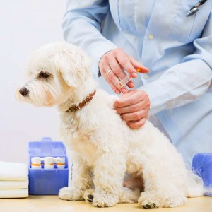 A Complete Guide to Dog  & Puppy Vaccination Schedules