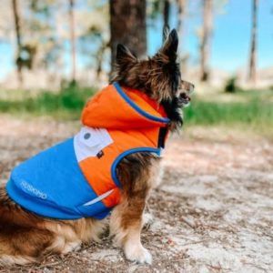 Top 10 Winter Products for Dogs