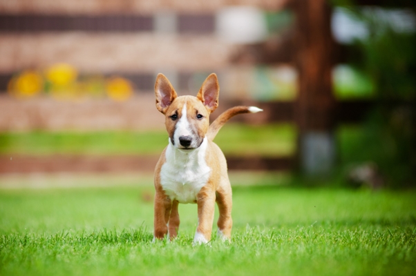 Miniature Bull Terrier Bow Wow Meow Pet Insurance