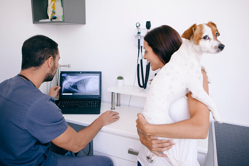bowel obstruction in dogs; symptoms of bowel obstruction in dogs; dog intestinal blockage; intestinal obstruction in dogs; dog bowel obstruction home remedy; obstruction in dogs; dog intestinal blockage timeline. owner looking at xray of his dog with vet