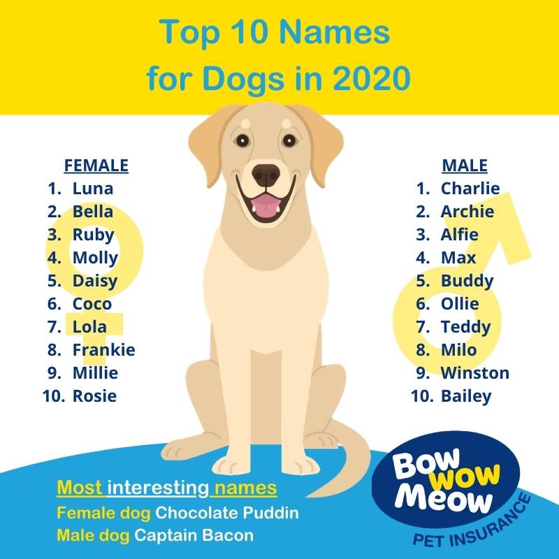 Australia's most popular Dog Names Female and Male in 2020