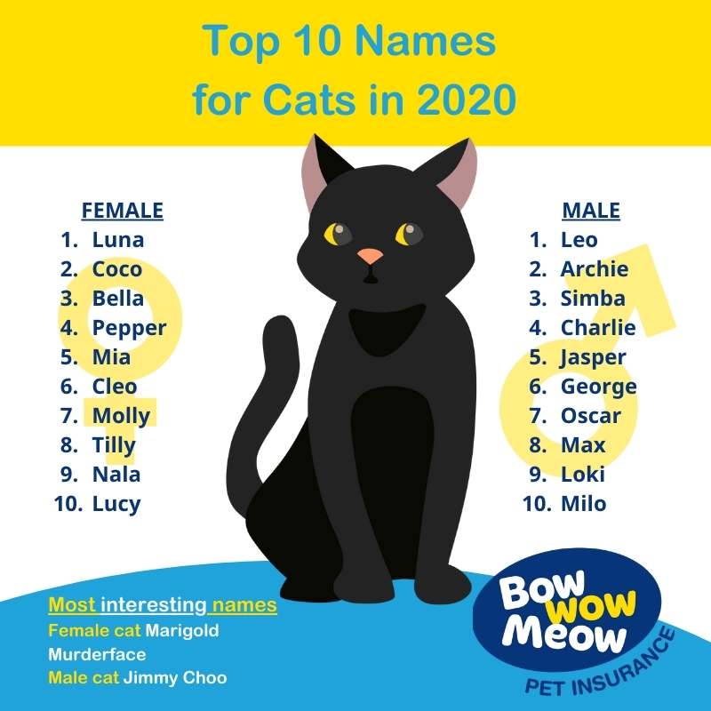 Australia's most popular Cat Names Female and Male in 2020