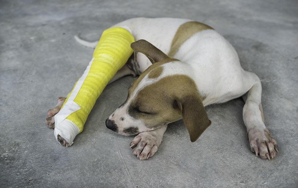 Dog with leg in cast. Dog pelvic limb fracture; dog hind limb fracture; fracture of pelvic limb; dog pelvic limb; dog hind limb.