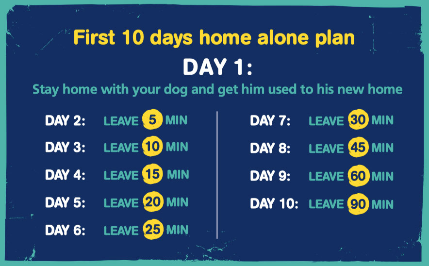 rescue dog plan separation anxiety home alone plan