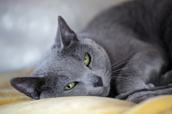 Russian Blue Cat Bow Wow Meow Pet Insurance