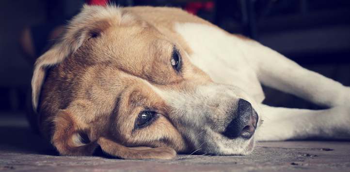 sad-puppy-dog-laying-on-floor