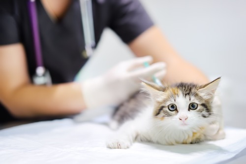 cat-and-kitten-vaccination