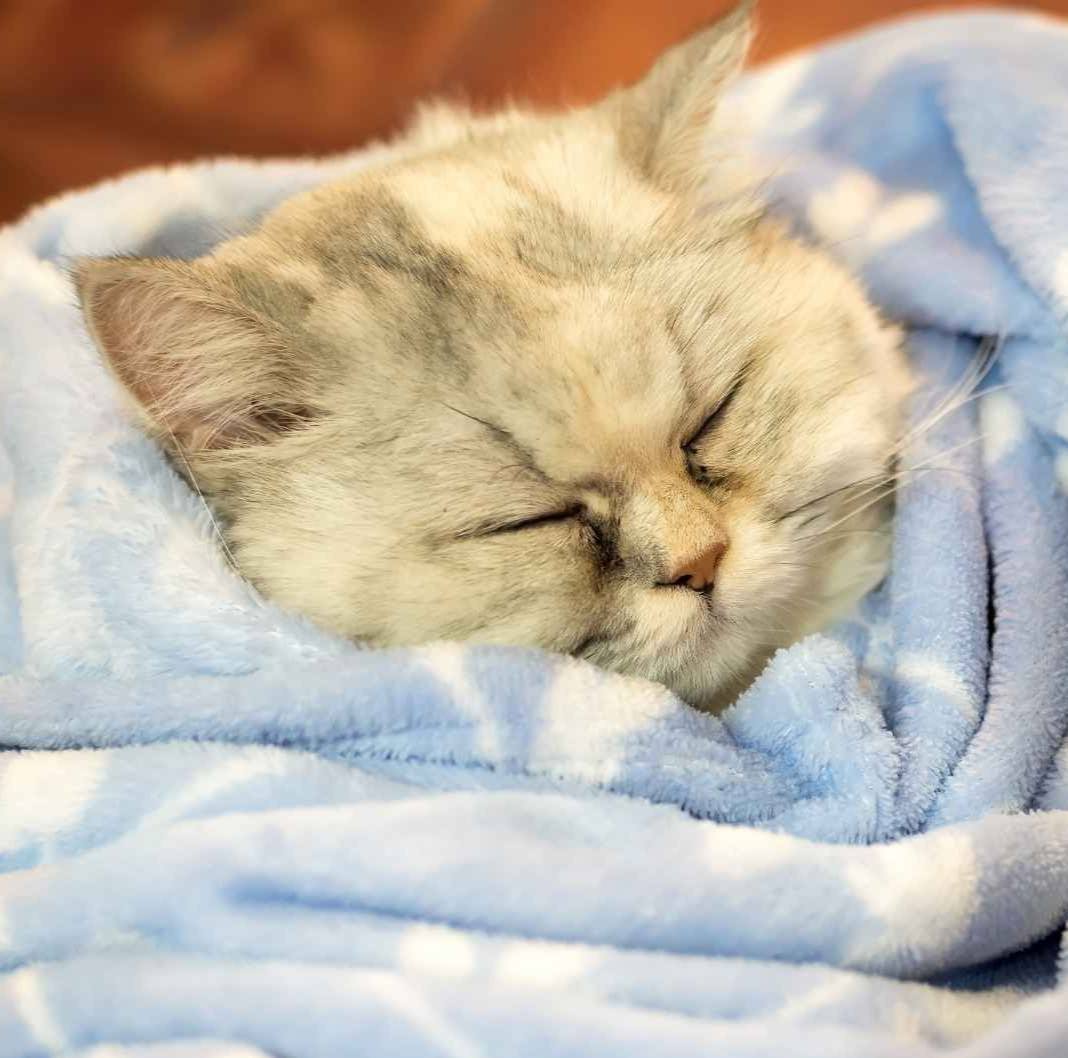 Top winter warmers for cats