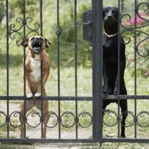 Tips to avoid and treat separation anxiety in dogs