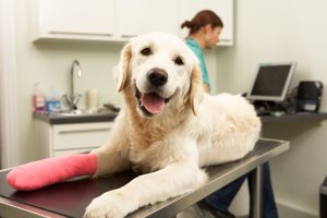 Dog accidental injury cover