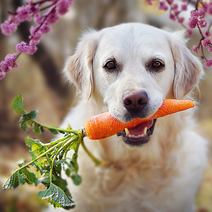 Good and bad human foods - What to feed and what to not feed your dog