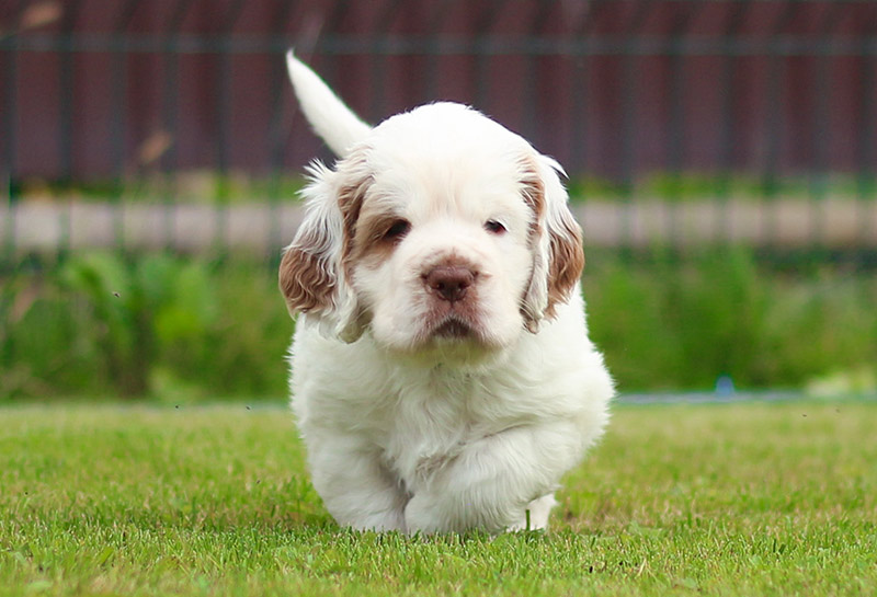 White puppy clumber spaniel puppy on the grass