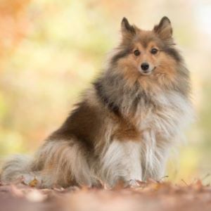 30 Fluffy Dog Breeds (Big and Small)